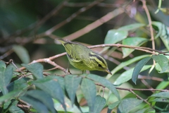 Phylloscopus ricketti