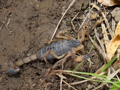 Centruroides limbatus