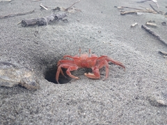 Ocypode gaudichaudii