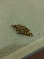 Epobeidia tigrata tigrata