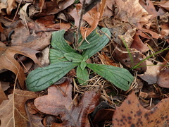 Lithospermum tuberosum