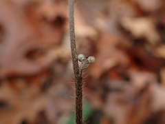 Lithospermum tuberosum