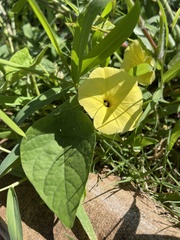 Ipomoea ochracea