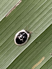 Aslamidium semicirculare