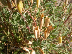 Astragalus eremiticus