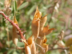 Astragalus eremiticus