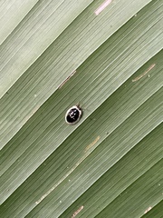 Aslamidium semicirculare