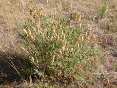 Astragalus eremiticus