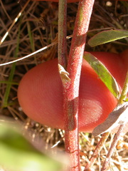 Astragalus eremiticus