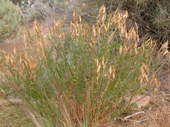Astragalus eremiticus