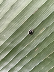 Aslamidium semicirculare