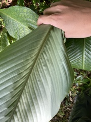 Goeppertia marantifolia