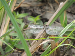 Arigomphus