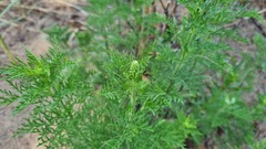 Artemisia abrotanum