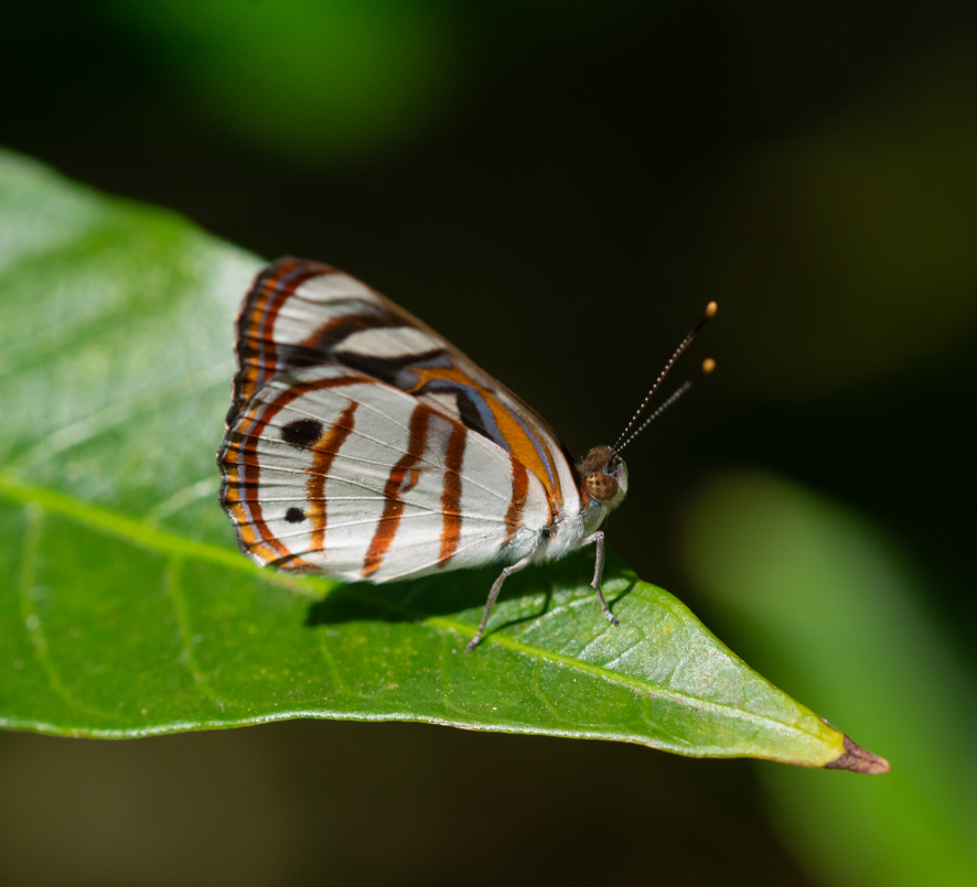 Dynamine sideria