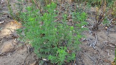 Artemisia abrotanum