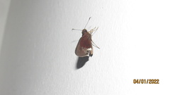 Cobalus virbius