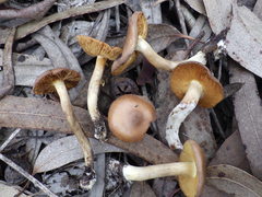 Cortinarius clelandii
