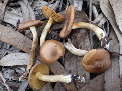 Cortinarius clelandii