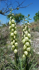 Yucca arkansana