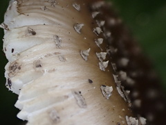 Amanita parvipantherina