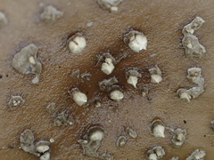 Amanita parvipantherina