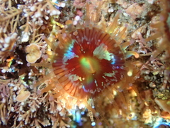 Corynactis australis