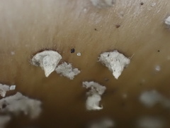 Amanita parvipantherina