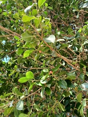 Ficus aurea