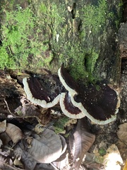 Earliella