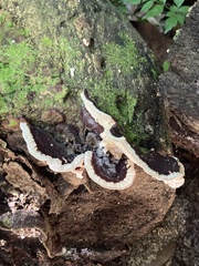 Earliella
