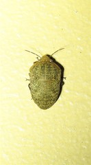 Coleotichus artensis