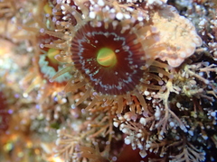 Corynactis australis