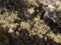 Talitrus platycheles