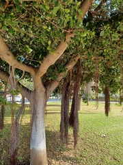 Ficus aurea