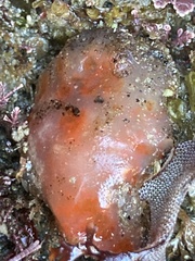 Aplidium solidum