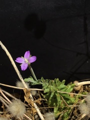 Epilobium billardiereanum