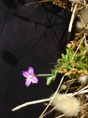 Epilobium billardiereanum