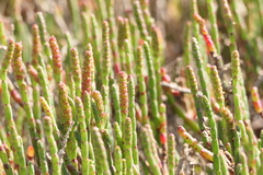 Salicornia blackiana