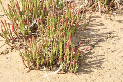 Salicornia blackiana