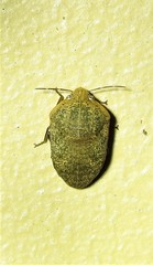 Coleotichus artensis