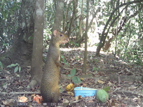 Azara's Agouti