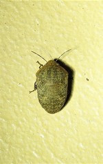 Coleotichus artensis