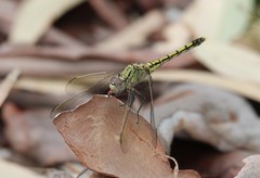 Orthetrum caledonicum