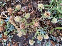 Eryngium nudicaule