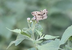 Quadrus lugubris lugubris