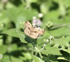 Quadrus lugubris lugubris