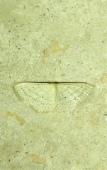 Scopula aleuritis