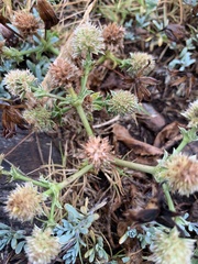 Eryngium nudicaule