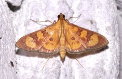 Prenesta scyllalis